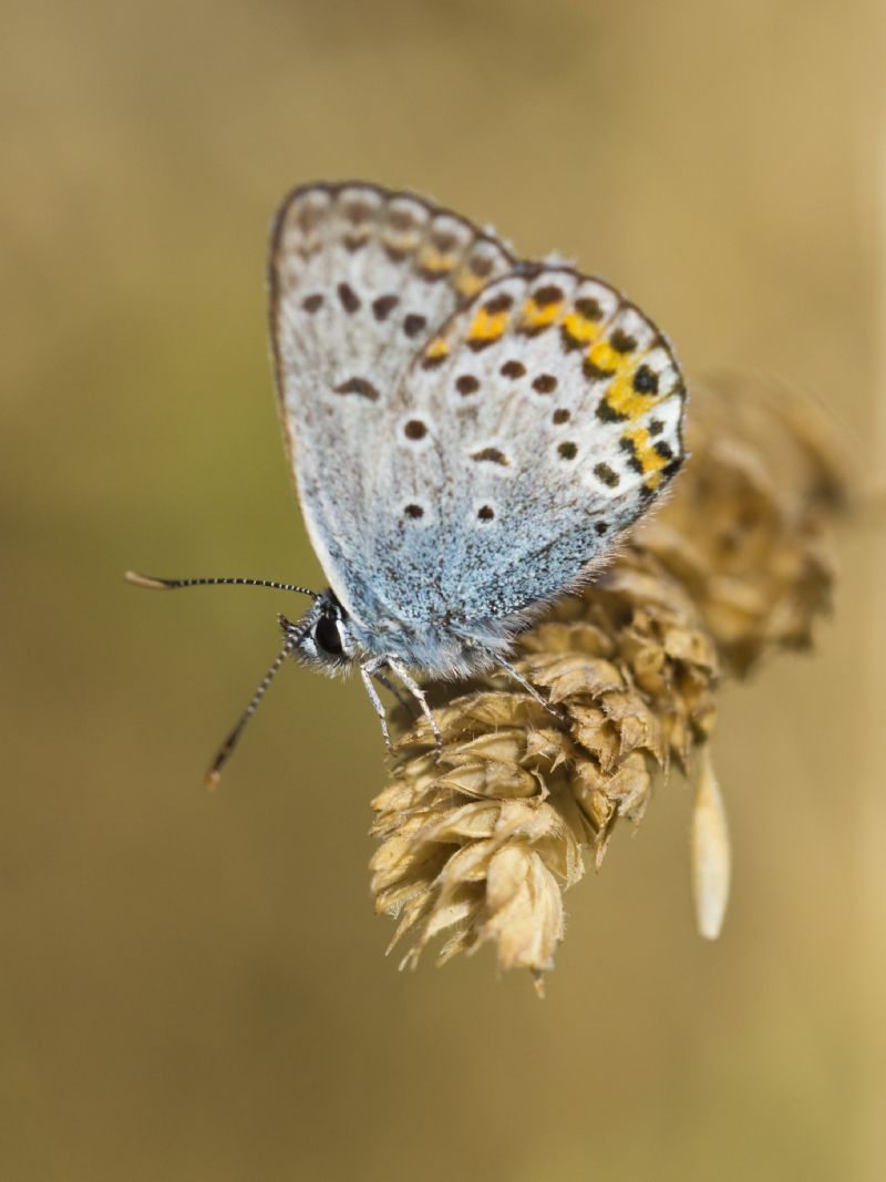Plebejus argus?  S !
